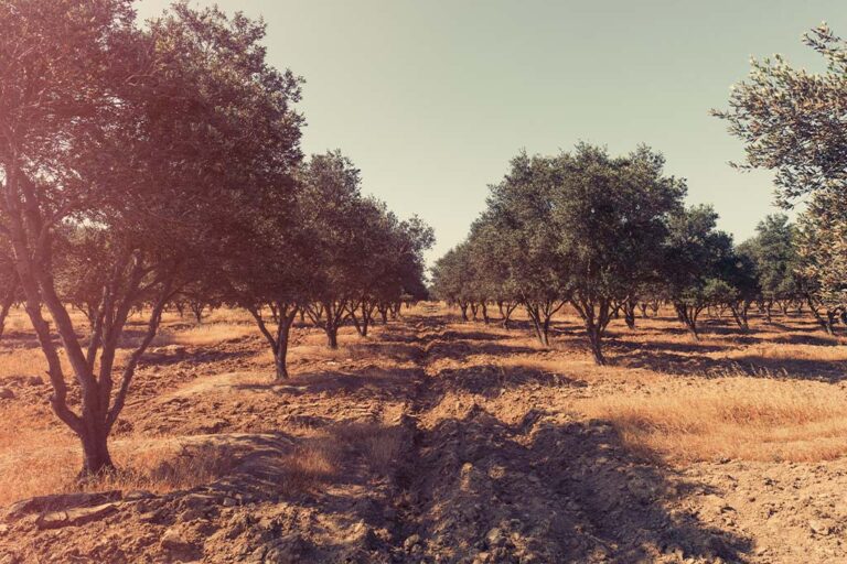 Çataloluk Çiftliği Zeytin Bahçesi
