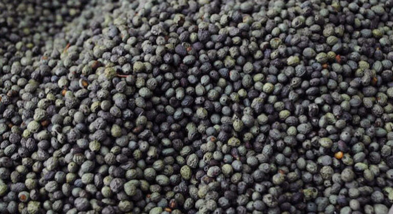 Çataloluk Çiftliği Menengiç Tohumu