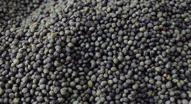 Çataloluk Çiftliği Menengiç Tohumu