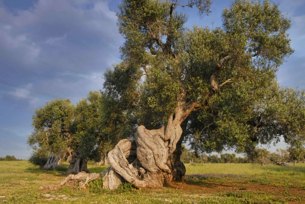 Doğanın Altın Sıvısı: Zeytin ve Zeytinyağının Kadim Tarihi 1