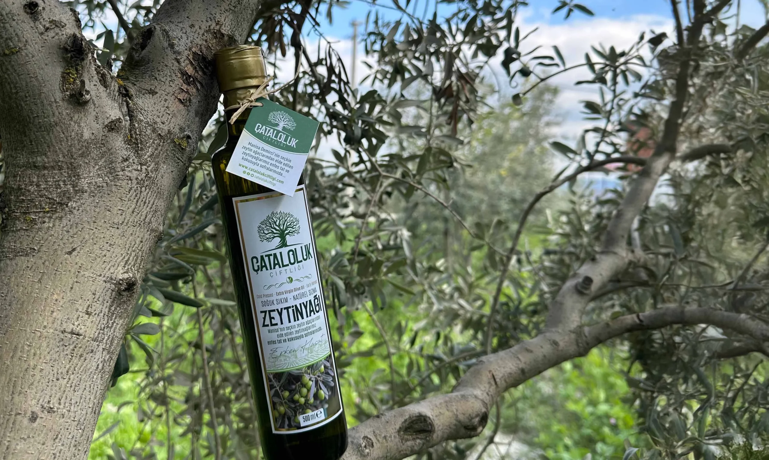 Doğanın Altın Sıvısı: Zeytin ve Zeytinyağının Kadim Tarihi