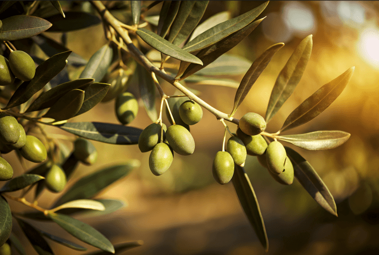 Zeytin Üretiminde Maliyet Nasıl Hesaplanır? Zeytin Bahçesinde Hangi Giderler Takip Edilmeli?